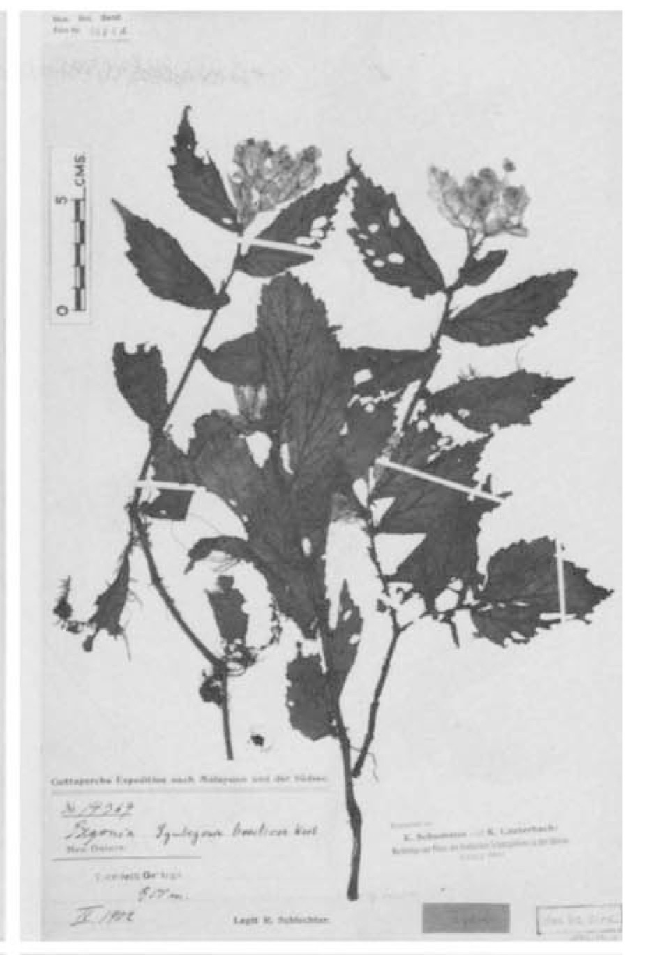 S. bracteosa